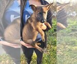 Small #2 German Shepherd Dog