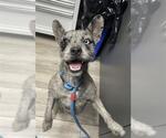 SPARROW - Male Mutt Dog for Adoption - Small photo