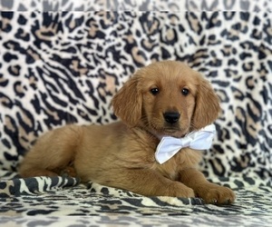 Golden Retriever Puppy for sale in LANCASTER, PA, USA