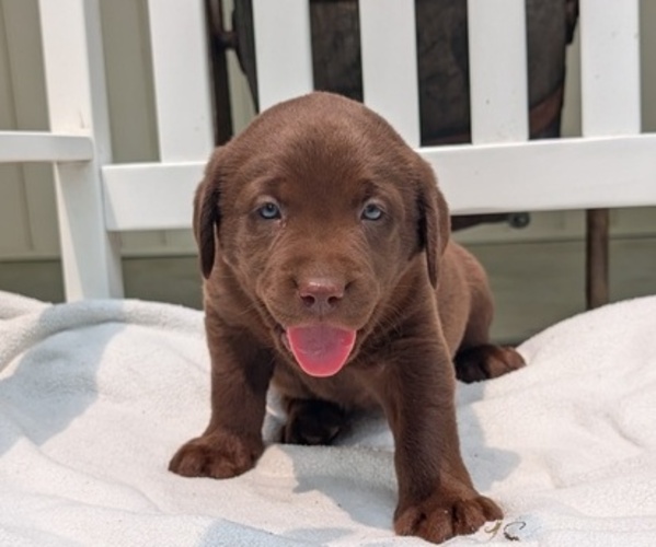 Medium Photo #61 Labrador Retriever Puppy For Sale in GOSHEN, IN, USA