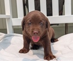 Small #1 Labrador Retriever