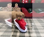 Small Photo #33 Golden Retriever Puppy For Sale in LAKELAND, FL, USA