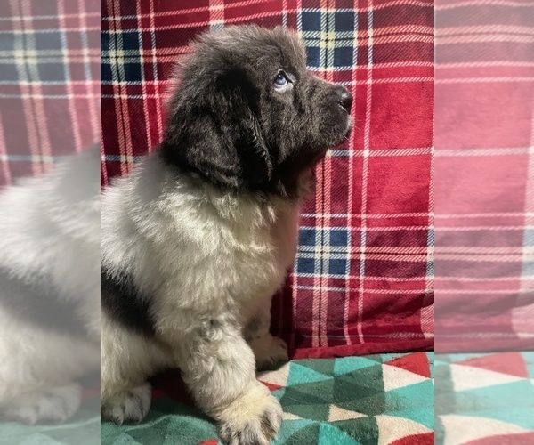 Medium Photo #1 Newfoundland Puppy For Sale in AURORA, IN, USA