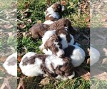 Small #6 Poodle (Standard)