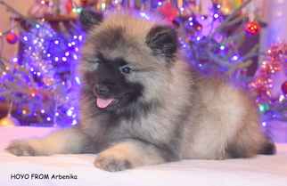 Mother of the Keeshond puppies born on 11/03/2018