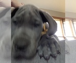 Small Photo #3 Great Dane Puppy For Sale in ROAMING SHORES, OH, USA