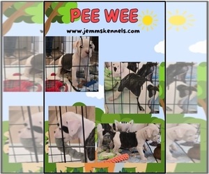 American Bulldog Puppy for sale in THREE RIVERS, MI, USA
