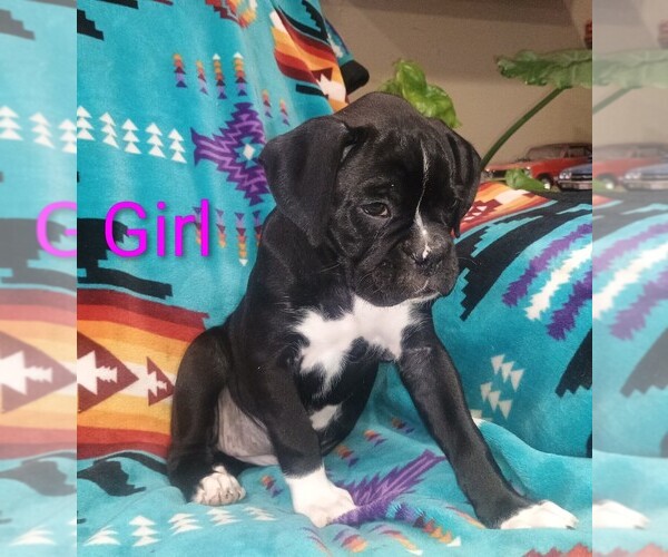 Medium Photo #6 Boxer Puppy For Sale in CROOKS, SD, USA