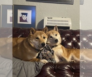 Mother of the Shiba Inu puppies born on 04/16/2025