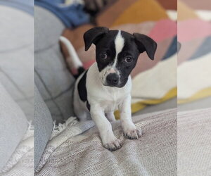 Mutt Dogs for adoption in Candler, NC, USA
