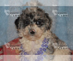 Small Photo #16 Aussiedoodle-Poodle (Toy) Mix Puppy For Sale in SANGER, TX, USA