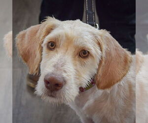 Mutt Dogs for adoption in Huntley, IL, USA