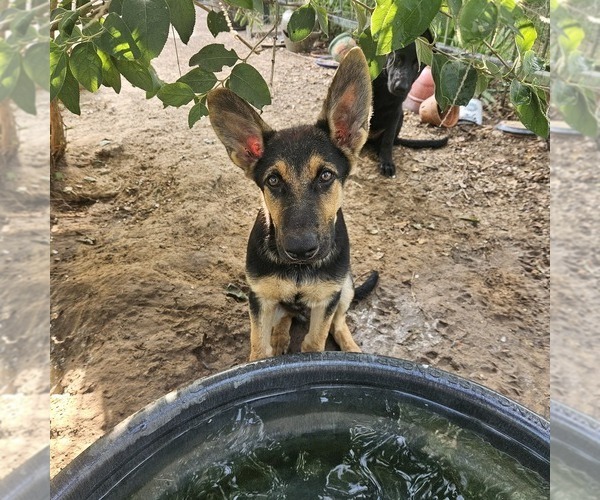 Medium Photo #14 German Shepherd Dog Puppy For Sale in NAVASOTA, TX, USA