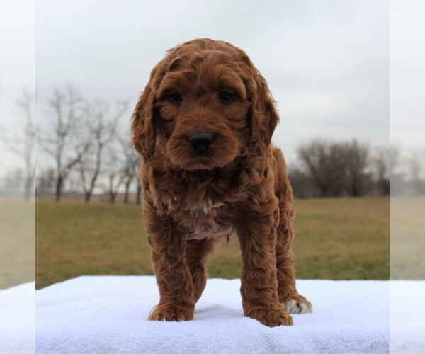 Medium Photo #3 Irish Doodle Puppy For Sale in GREENCASTLE, PA, USA