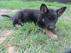 Puppy 3 German Shepherd Dog