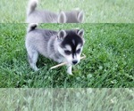 Small Photo #19 Alaskan Klee Kai Puppy For Sale in WINCHESTER, OH, USA