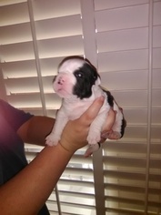 English Bulldogge Puppy for sale in LAS VEGAS, NV, USA