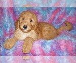 Small #8 Labradoodle