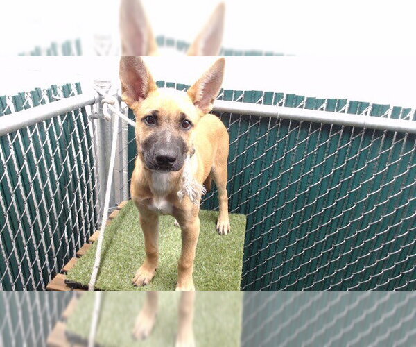 Medium Photo #1 German Shepherd Dog Puppy For Sale in Downey, CA, USA