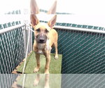 Small German Shepherd Dog