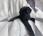 Small #8 Boerboel