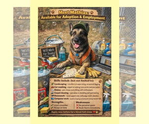 German Shepherd Dog Dogs for adoption in Thomasville, NC, USA