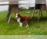 Small #1 Australian Shepherd