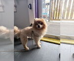 Small #3 Pomeranian