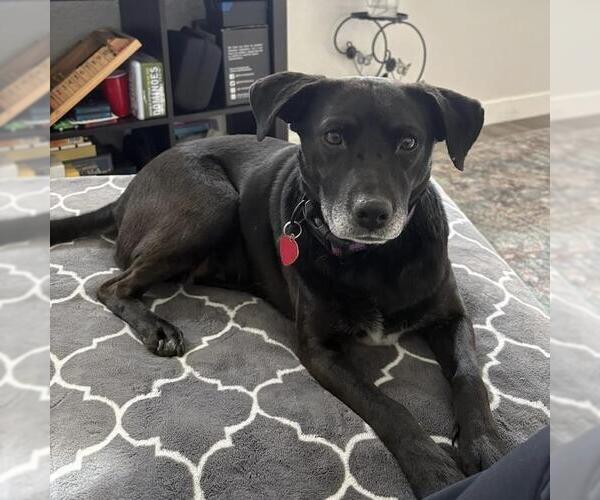 Medium Photo #12 Labrador Retriever-Unknown Mix Puppy For Sale in San Diego, CA, USA