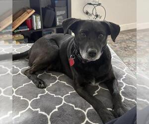 Karley - Female Labrador Retriever-Unknown Mix Dog for Adoption - Photo #12