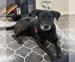 Small #11 Labrador Retriever Mix