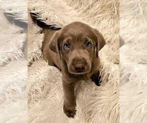 Labrador Retriever Puppy for sale in MESA, AZ, USA