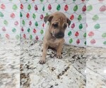 Small Photo #22 Phu Quoc (Vietnam Island) Ridgeback Puppy For Sale in HELOTES, TX, USA
