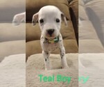 Puppy 6 Dalmatian