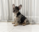 Small Photo #5 French Bulldog Puppy For Sale in VILLA PARK, IL, USA