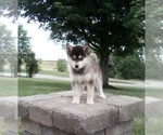 Small Photo #1 Pomsky Puppy For Sale in FREDERICKSBURG, OH, USA