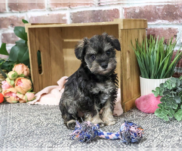 Medium Photo #3 Schnauzer (Miniature) Puppy For Sale in SYRACUSE, IN, USA
