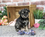 Small #2 Schnauzer (Miniature)
