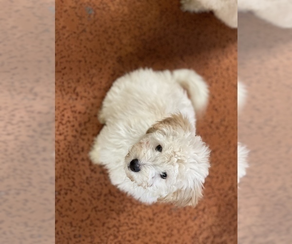 Medium Photo #15 Maltese Puppy For Sale in NEWPORT BEACH, CA, USA
