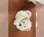 Small Photo #15 Maltese Puppy For Sale in NEWPORT BEACH, CA, USA
