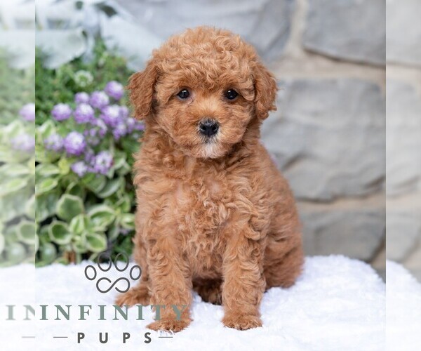 Medium Photo #3 Havapoo Puppy For Sale in LEWISBURG, PA, USA