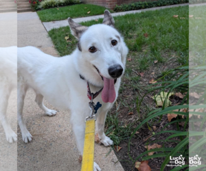 Nieves - Male Siberian Husky-Unknown Mix Dog for Adoption - Photo #2