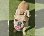 Small #3 French Bulldog
