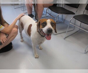 Beagle-Unknown Mix Dogs for adoption in Ocala, FL, USA