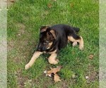 Small Photo #7 German Shepherd Dog Puppy For Sale in PLYMOUTH, NH, USA