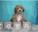 Small #4 Maltipoo