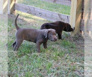 Labrador Retriever Puppy for Sale in MONTGOMERY, Texas USA