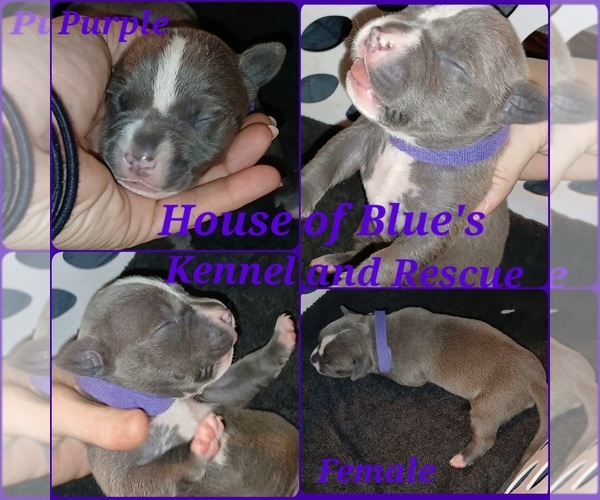 Medium Photo #5 American Pit Bull Terrier Puppy For Sale in DELAWARE, OH, USA