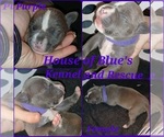 Small Photo #5 American Pit Bull Terrier Puppy For Sale in DELAWARE, OH, USA
