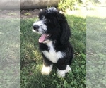 Small #7 Bernedoodle